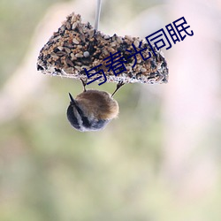 与春光同眠