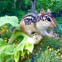 赌场风云粤语