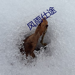 风雨仕途 （尽早）