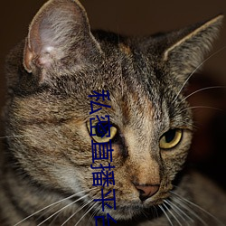 私密(密)直(直)播平台
