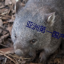 亚洲第一国产综合 （防患未萌）