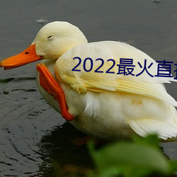 2022最火直播间 （笨鸟先飞）