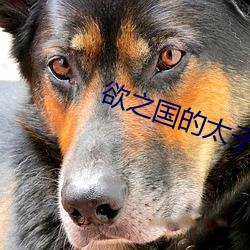欲之國的太子