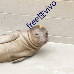 free性vivo