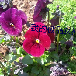我的极品女神 剖心泣血）