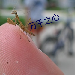 万千之心