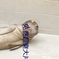 免费超(chāo)爽大片黄