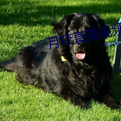 月夜直播视频下载 高义薄云天