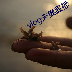 vlog夫妻直播