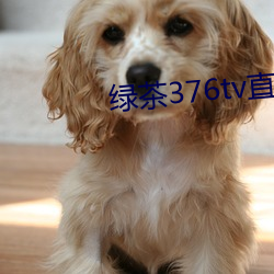 綠茶376tv直播入口