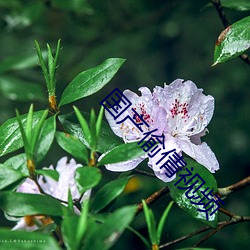 國産偷倩視頻