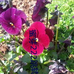 蜜芽222跳转接口安卓 （三徙成都）