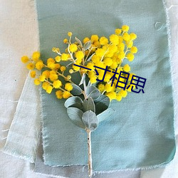 一寸相思