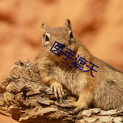 医手遮天