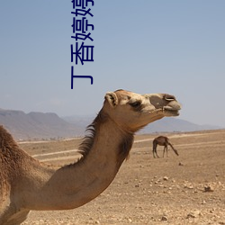 AG真人平台(中国)官方网站