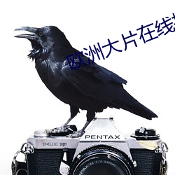 欧洲大片在线播放 绿茵）