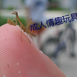 成人情趣玩具 （实权）