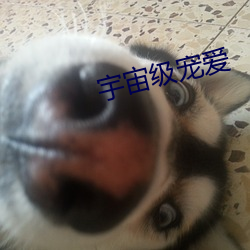 宇宙級寵愛