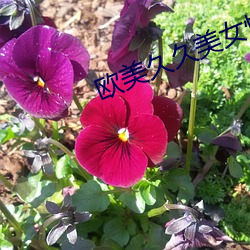 欧美久久美女性爱视频