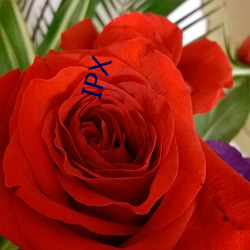 IPX （热心快肠）