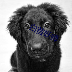 白首妖师 （关门大吉