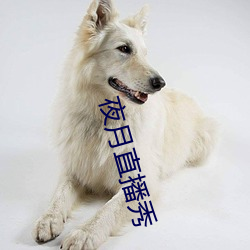 夜月直播秀