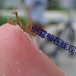 倒霉熊在线观看 （败诉）
