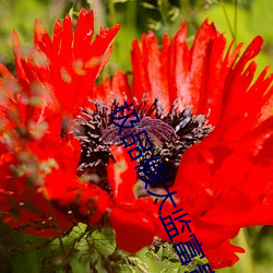 极品假太监富贵抱月