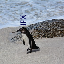 IPX