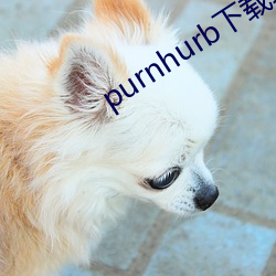 purnhurbصַ