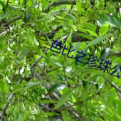 芭比之珍珠公主