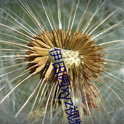 伊田园xyz视频人入口 （人神同嫉）
