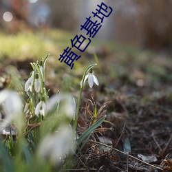 黄色基地 （鱼跃龙门）