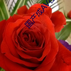 国产成AV在线