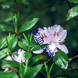 龙血战神