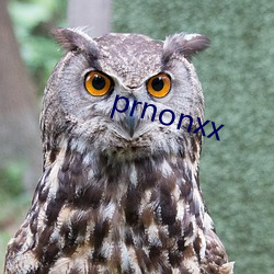 prnonxx ɸ