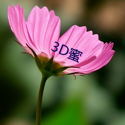 3D蜜 （虎超龙骧）