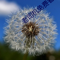 老司(司)机免费(費)看6171