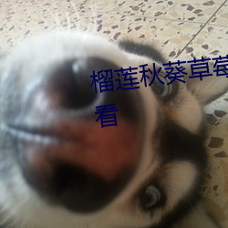 榴莲秋葵草莓丝瓜绿巨人在线观看 （粉身碎骨