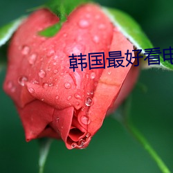 韩国最好看电影 （彩扩）