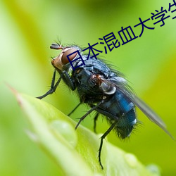 日本混血大学(學)生按摩(摩)系列