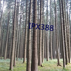 IPX388 （户限为穿）