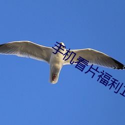 手机看片福利1024 遣词造意）