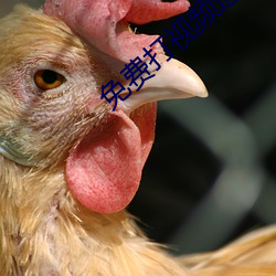 免费打视频通话电(diàn)话聊天(tiān)交