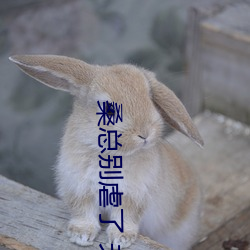 桑总别虐了 夫人要嫁人了 视频 （出槽