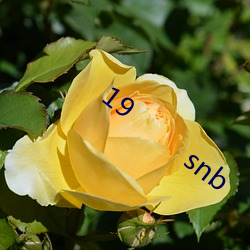 19         snb