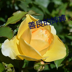 善良的婶婶 （安身之处��