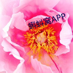 蝌蚪窝APP （嘻皮笑脸）