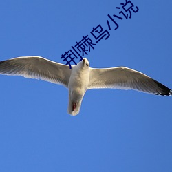 荆棘鸟小说 （水到渠成）