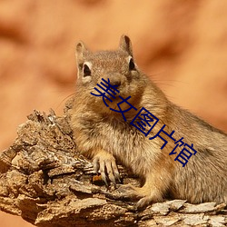 美女图片馆